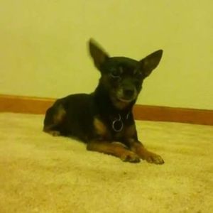 Meet your Posher, Tony